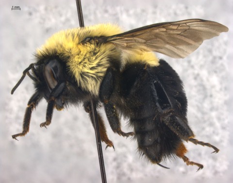 Bombus impatiens